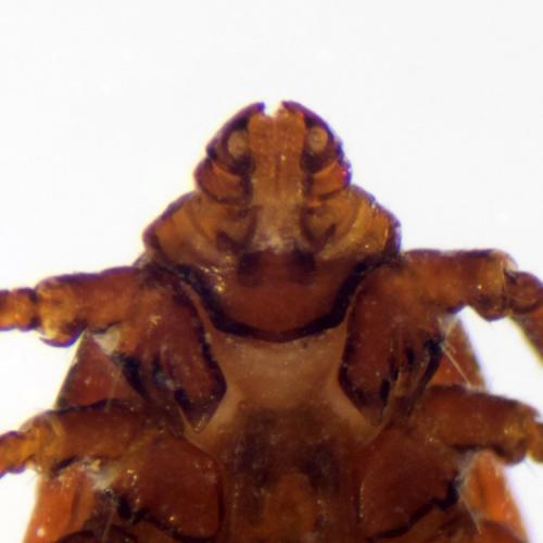 Rhipicephalus sanguineus