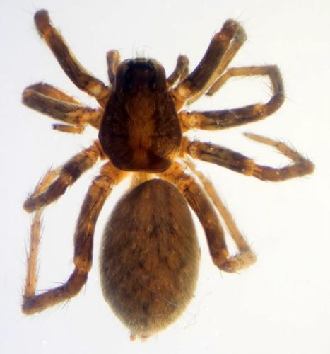 Alopecosa albofasciata