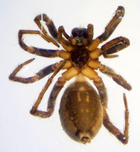 Réf. 188 408 : Alopecosa albofasciata