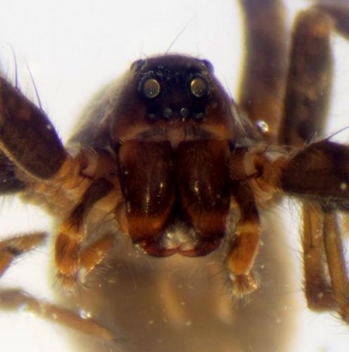 Alopecosa albofasciata