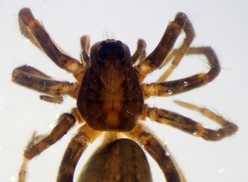 Réf. 188 410 : Alopecosa albofasciata