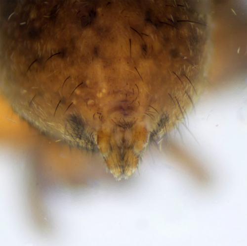 Alopecosa albofasciata