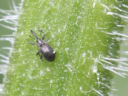 Réf. 188 110 : Anthonomus rubi