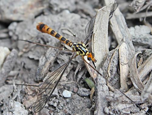 Nephrotoma flavipalpis
