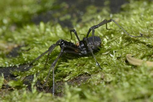 Ischyropsalis luteipes