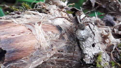 Pardosa sp.