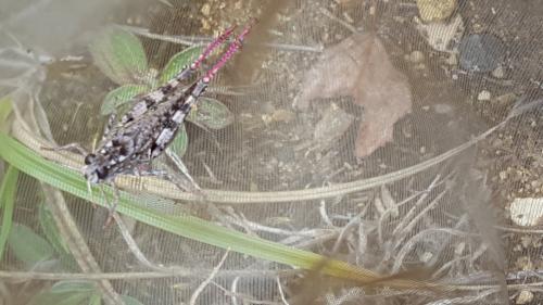 Calliptamus sp.