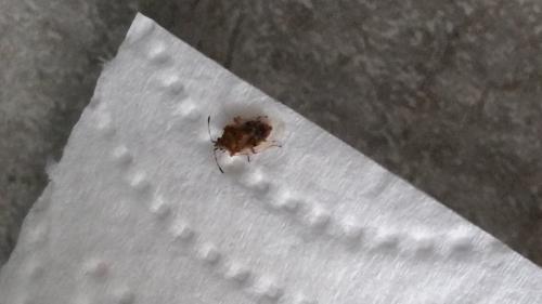 Kleidocerys sp.