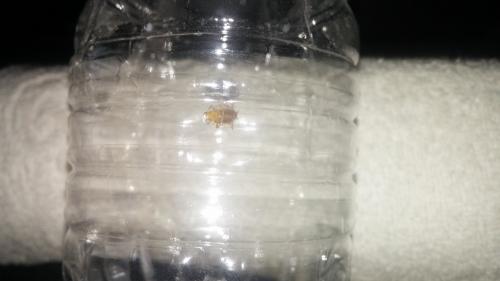 Ectobius sp.