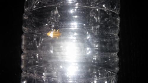 Ectobius sp.