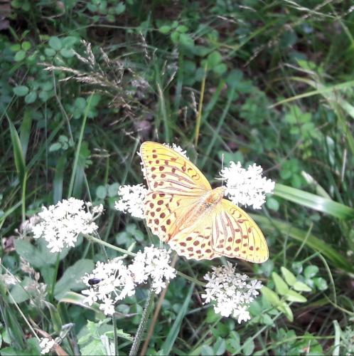 Argynnis paphia