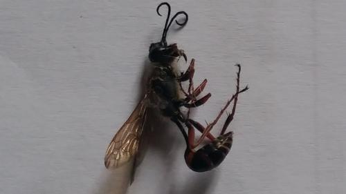 Sceliphron curvatum