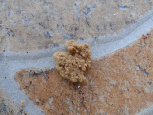 Lymantria dispar