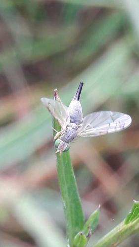 Réf. 188 684 : Acanthiophilus helianthi
