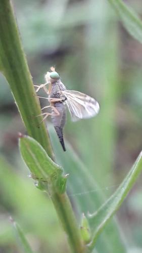 Réf. 188 685 : Acanthiophilus helianthi