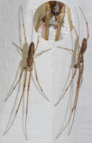 Réf. 188 844 : Tetragnatha nigrita
