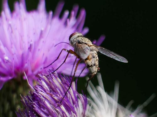 Prosena siberita