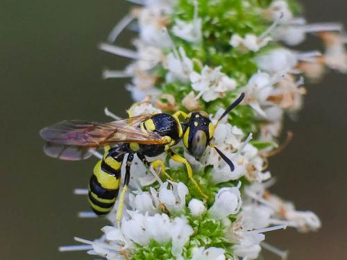 Philanthus pulchellus