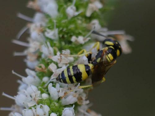 Philanthus pulchellus