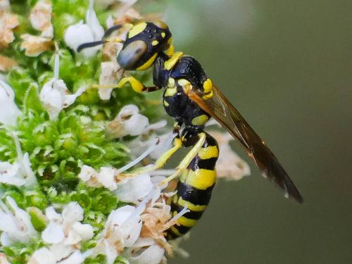 Philanthus pulchellus