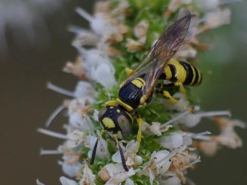 Philanthus pulchellus