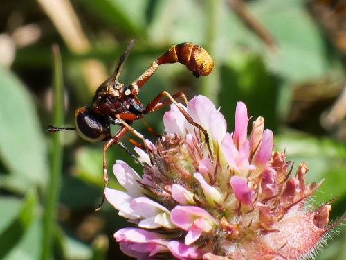 Réf. 188 647 : Physocephala vittata