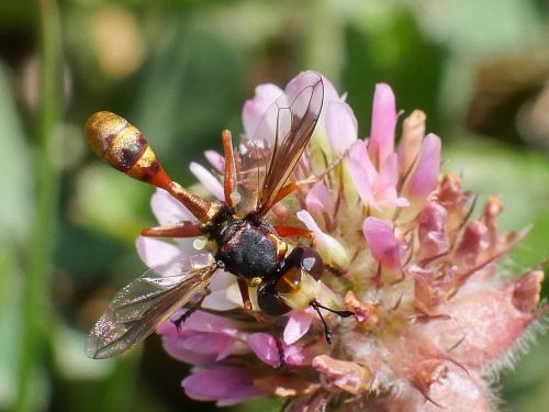 Réf. 188 648 : Physocephala vittata