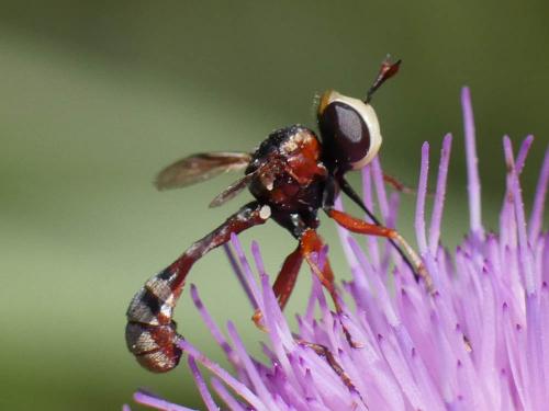 Réf. 188 629 : Physocephala vittata