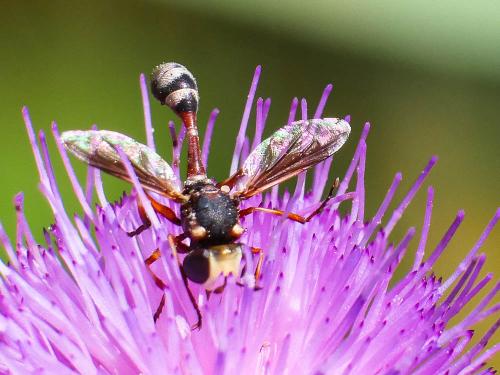 Réf. 188 628 : Physocephala vittata