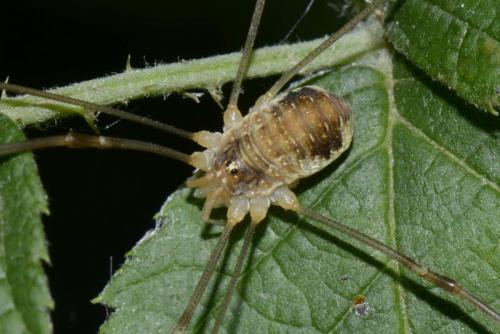 Réf. 188 930 : Opilio canestrinii