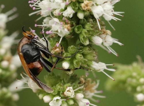 Macrosiagon ferruginea