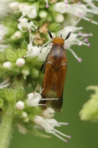 Macrosiagon ferruginea