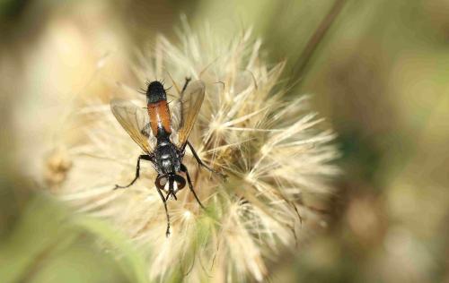 Réf. 188 972 : Cylindromyia sp.