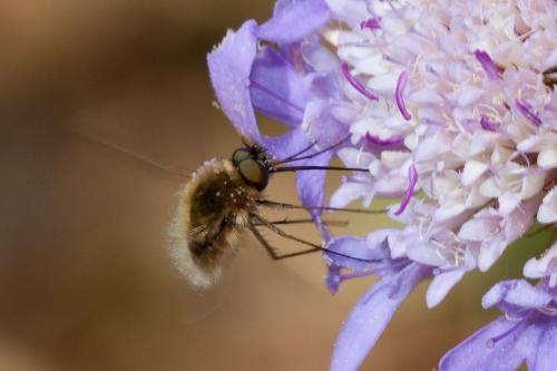 Bombylisoma sp.