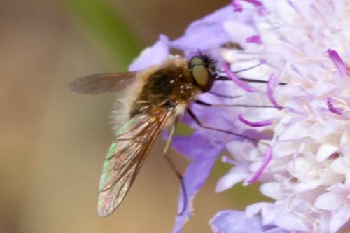 Bombylisoma sp.