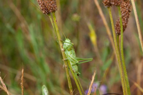 Tettigonia viridissima