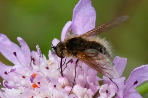 Bombylisoma sp.