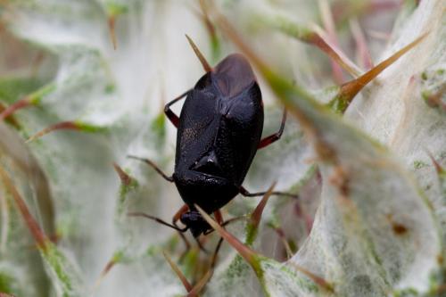 Deraeocoris ribauti