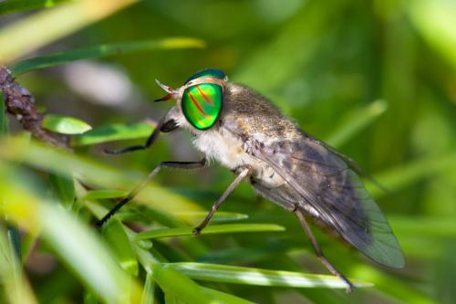 Tabanus promesogaeus