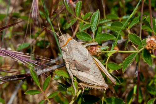 Prionotropis azami