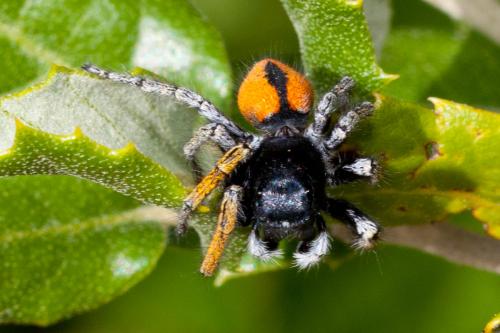 Philaeus chrysops