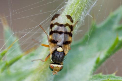 Urophora solstitialis
