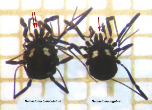Nemastoma sp.