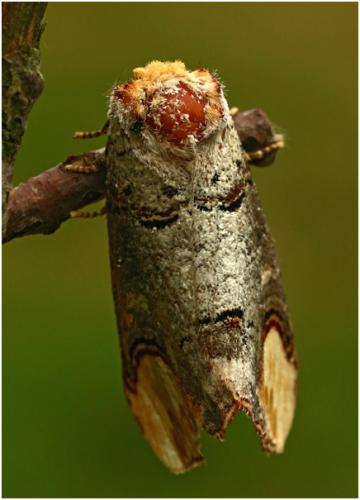 Phalera bucephala