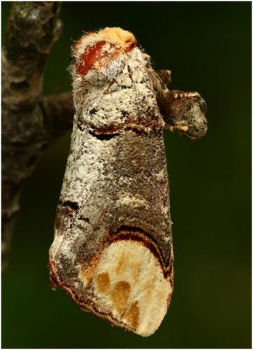 Phalera bucephala