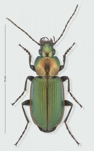 Réf. 188 781 : Agonum viridicupreum