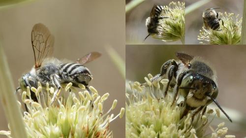 Megachile sp.
