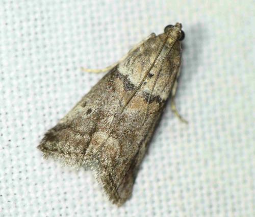 Acrobasis consociella