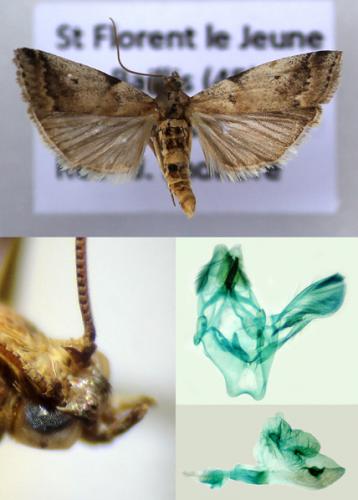 Acrobasis fallouella