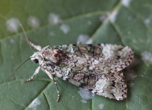 Anaplectoides prasina